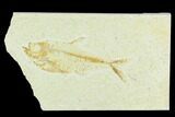 Bargain, Fossil Fish (Diplomystus) - Green River Formation #126511-1